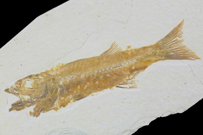 Detailed, Mioplosus Fossil Fish - Wyoming #90395